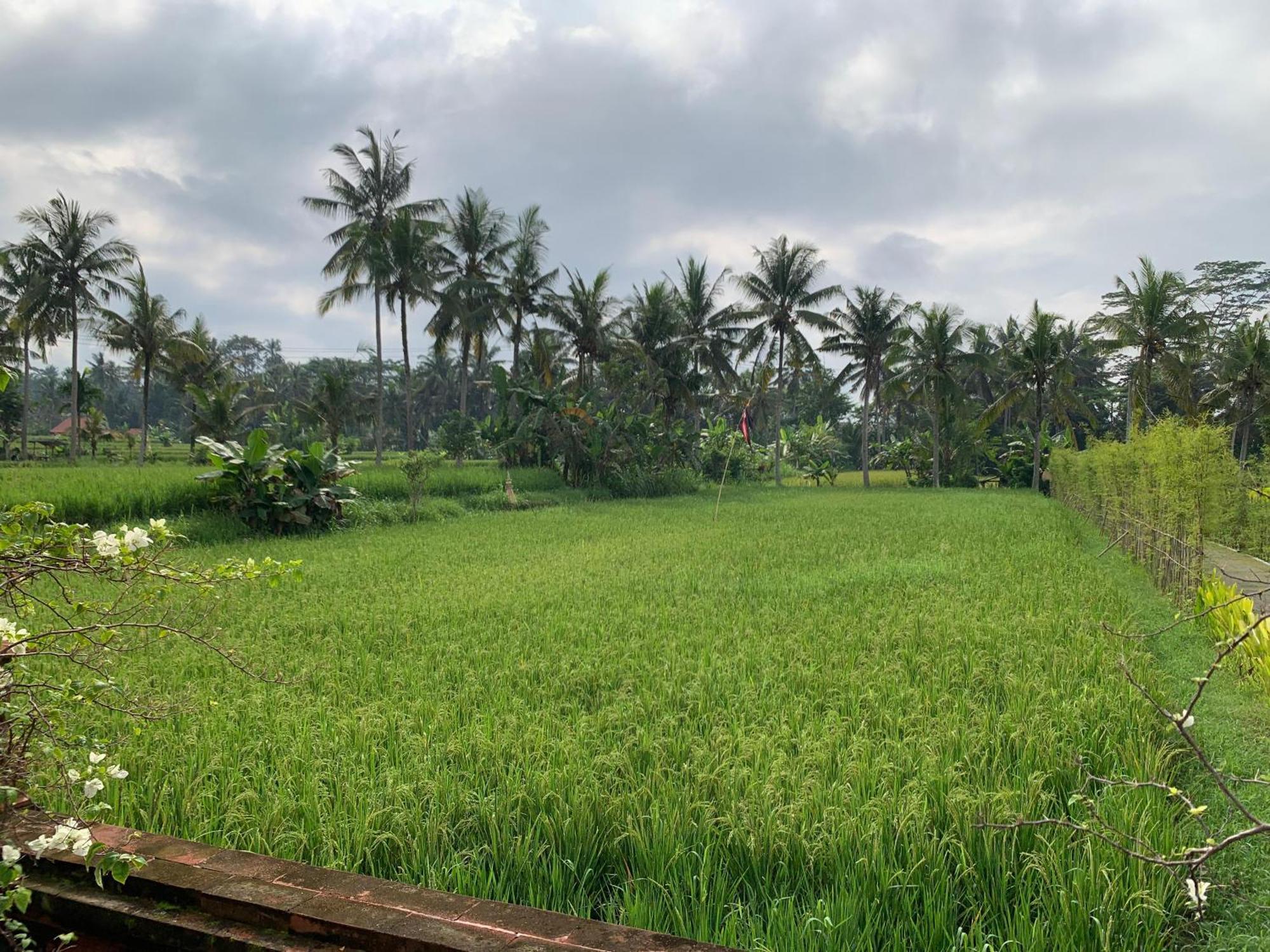 Adi Laxmi Villa Ubud Zewnętrze zdjęcie